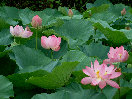 ht029006.jpg