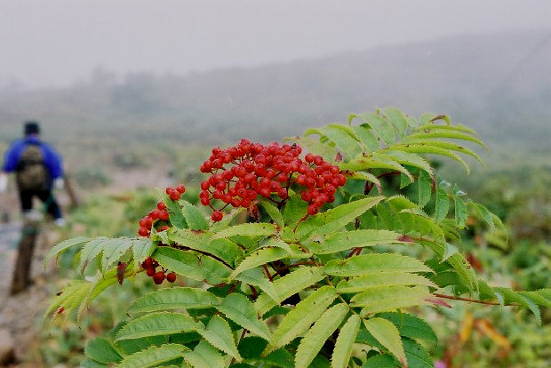 ht202005.jpg