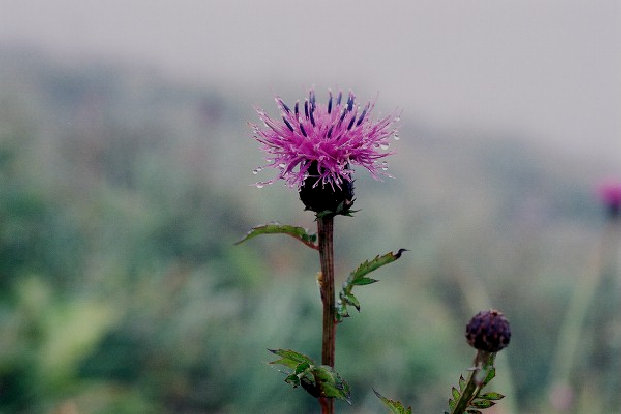 ht205005.jpg