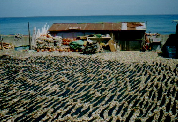 kt235006.jpg